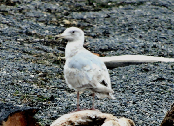 199 Immature Glaucous Winged Gull Jigsaw Puzzle