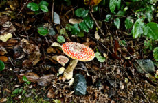 138 Amanita Muscaria Jigsaw Puzzle