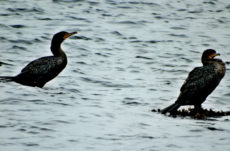 179 Double-Crested Cormorant Jigsaw Puzzle