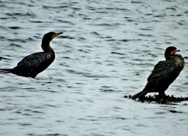 179 Double-Crested Cormorant Jigsaw Puzzle