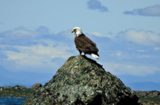 1008 Bald Eagle Jigsaw Puzzle