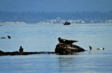 1125 Harbour Seal Jigsaw Puzzle