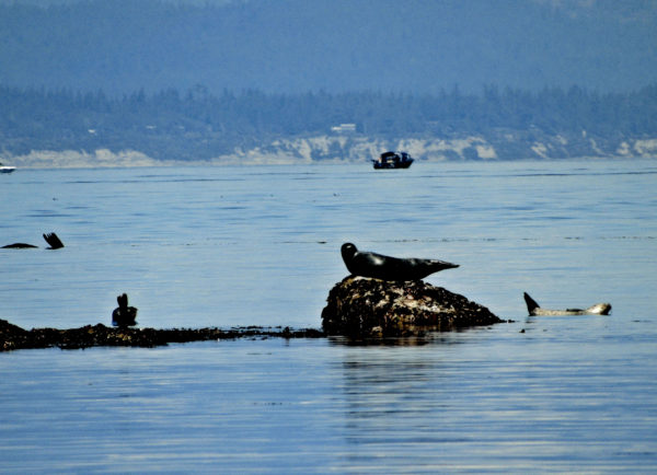 1125 Harbour Seal Jigsaw Puzzle