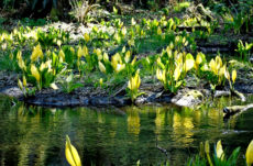 197 Skunk Cabbage Jigsaw Puzzle