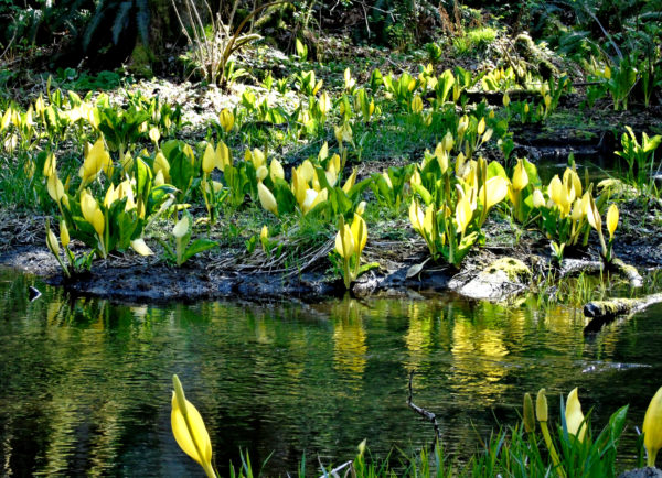 197 Skunk Cabbage Jigsaw Puzzle