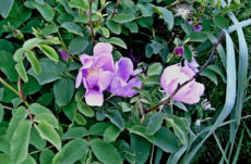 1057 Nootka Rose Jigsaw Puzzle