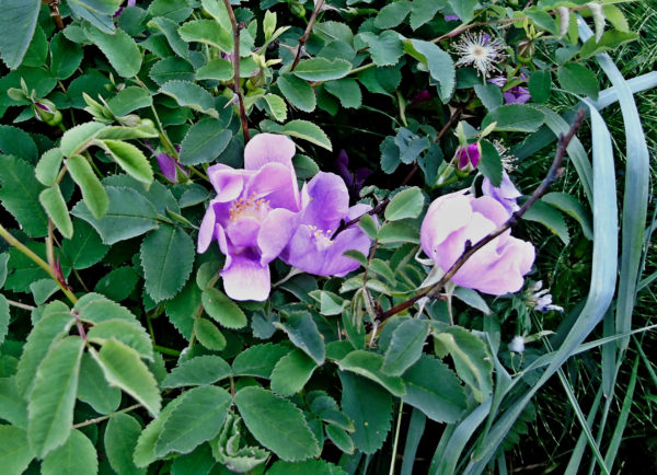 1057 Nootka Rose Jigsaw Puzzle