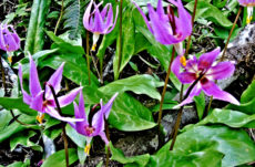 1006 Pink Fawn Lily Jigsaw Puzzle