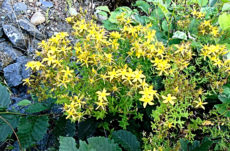 191 Perforate St. John's Wort Jigsaw Puzzle