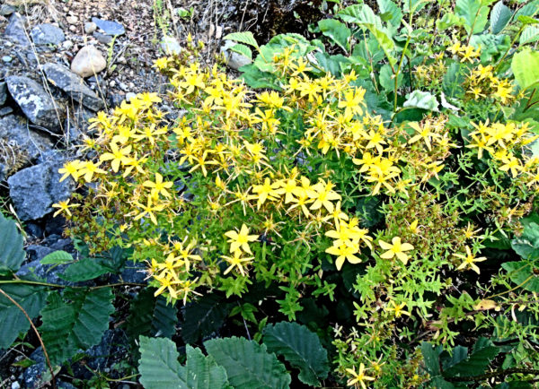 191 Perforate St. John's Wort Jigsaw Puzzle