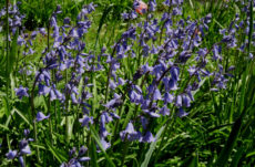 192 Common Bluebell Jigsaw Puzzle