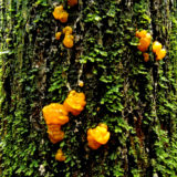 1027 Orange Jelly Fungus Jigsaw Puzzle