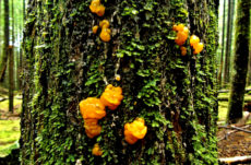 1027 Orange Jelly Fungus Jigsaw Puzzle