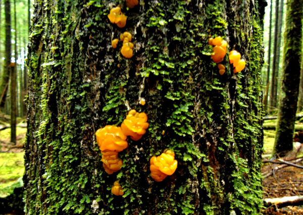 1027 Orange Jelly Fungus Jigsaw Puzzle