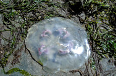 1004 Moon Jellyfish Jigsaw Puzzle