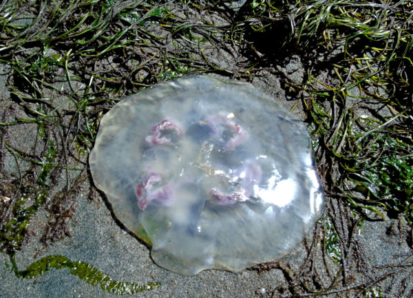 1004 Moon Jellyfish Jigsaw Puzzle