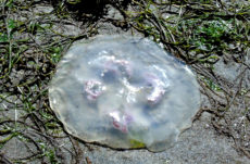 1011 Moon Jellyfish Jigsaw Puzzle