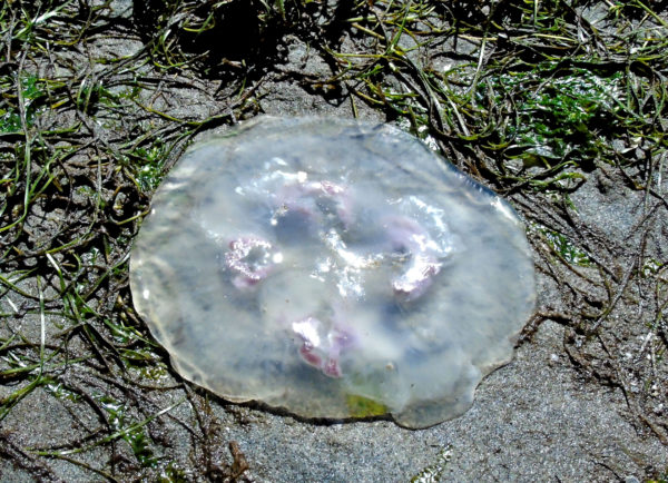 1011 Moon Jellyfish Jigsaw Puzzle