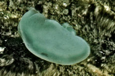 1018 Moon Jellyfish Jigsaw Puzzle