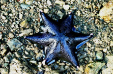 1022 Bat Star Jigsaw Puzzle