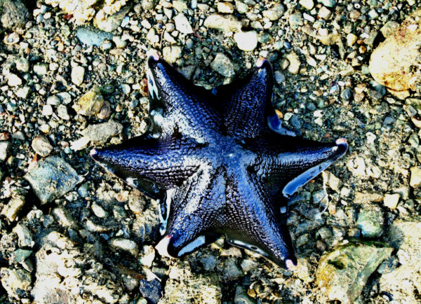 1022 Bat Star Jigsaw Puzzle