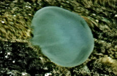 1025 Moon Jellyfish Jigsaw Puzzle