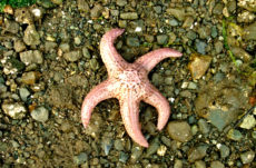 1030 Giant Pink Star Jigsaw Puzzle
