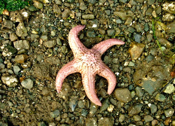 1030 Giant Pink Star Jigsaw Puzzle