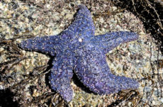 106 Purple/Ochre Star Jigsaw Puzzle