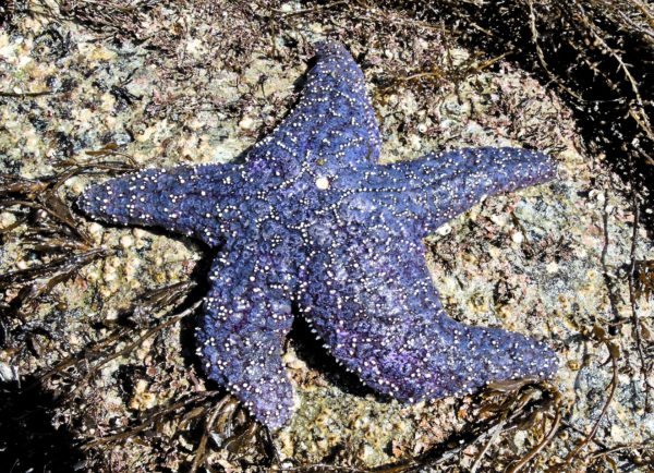 106 Purple/Ochre Star Jigsaw Puzzle