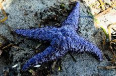 156 Purple/Ochre Star Jigsaw Puzzle