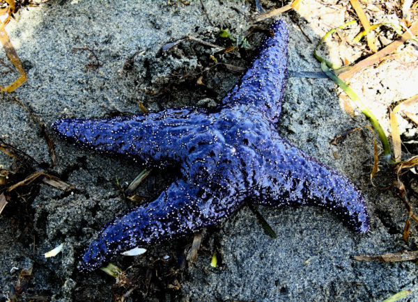 156 Purple/Ochre Star Jigsaw Puzzle