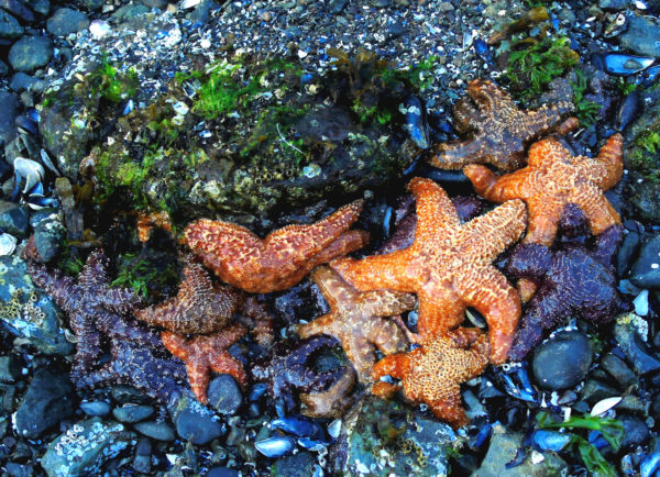 1023 Purple/Ochre Star Jigsaw Puzzle