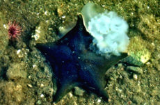 1019 Bat Star Jigsaw Puzzle