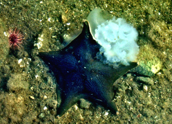 1019 Bat Star Jigsaw Puzzle