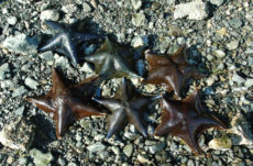 1024 Bat Star Jigsaw Puzzle