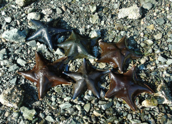 1024 Bat Star Jigsaw Puzzle