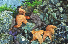 1032 Purple/Ochre Star Jigsaw Puzzle