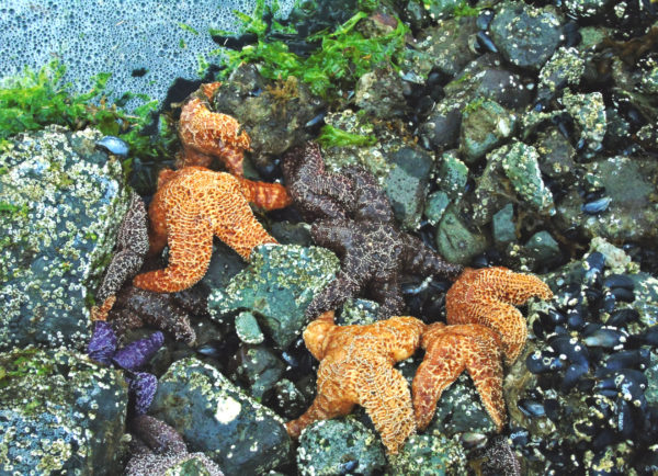 1032 Purple/Ochre Star Jigsaw Puzzle
