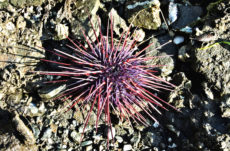 1034 Red Sea Urchin Jigsaw Puzzle