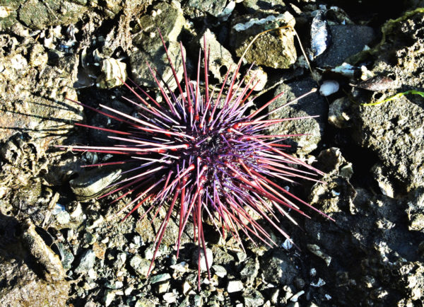 1034 Red Sea Urchin Jigsaw Puzzle