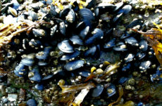 1035 Pacific Blue Mussel Jigsaw Puzzle