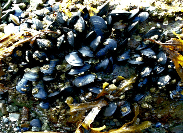 1035 Pacific Blue Mussel Jigsaw Puzzle
