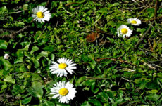 1038 English Daisy Jigsaw Puzzle