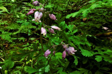 1040 Pacific Bleeding Heart Jigsaw Puzzle