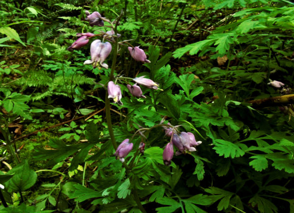 1040 Pacific Bleeding Heart Jigsaw Puzzle