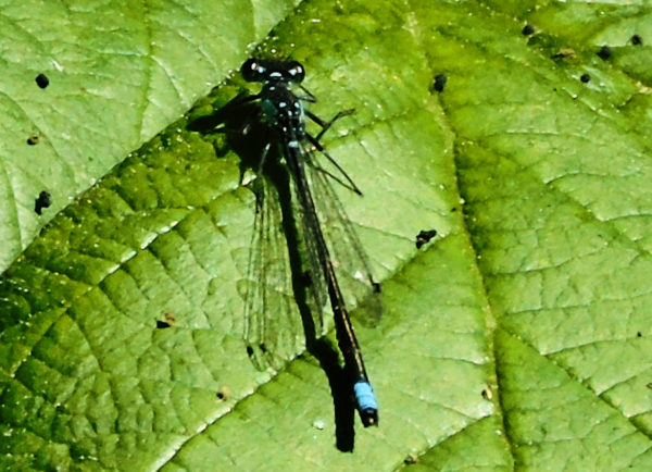 1041 Pacific Forktail Jigsaw Puzzle