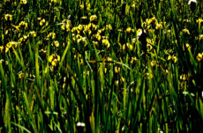 1042 Yellow Flag Iris Jigsaw Puzzle