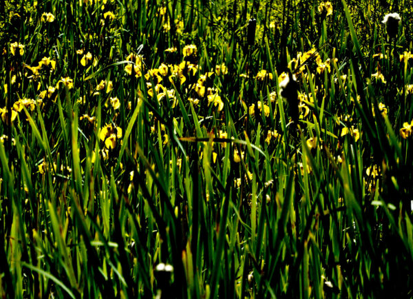 1042 Yellow Flag Iris Jigsaw Puzzle