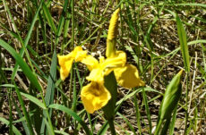 1043 Yellow Flag Iris Jigsaw Puzzle